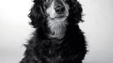 Dog Years: Faithful Friends, Then & Now by Amanda Jones