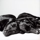 Dog Years: Faithful Friends, Then & Now by Amanda Jones