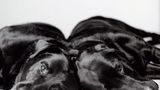 Dog Years: Faithful Friends, Then & Now by Amanda Jones