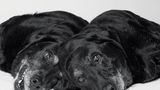 Dog Years: Faithful Friends, Then & Now by Amanda Jones