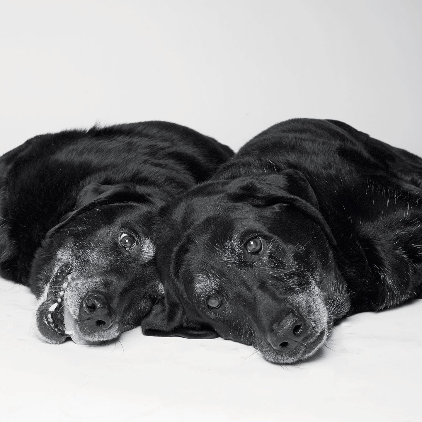 Dog Years: Faithful Friends, Then & Now by Amanda Jones