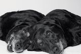 Dog Years: Faithful Friends, Then & Now by Amanda Jones