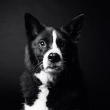 Dog Years: Faithful Friends, Then & Now by Amanda Jones