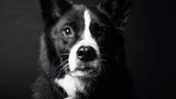 Dog Years: Faithful Friends, Then & Now by Amanda Jones