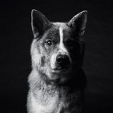 Dog Years: Faithful Friends, Then & Now by Amanda Jones