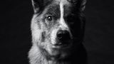 Dog Years: Faithful Friends, Then & Now by Amanda Jones