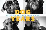 Dog Years: Faithful Friends, Then & Now by Amanda Jones (Chronicle Books).