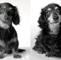 Dog Years: Faithful Friends, Then & Now by Amanda Jones
