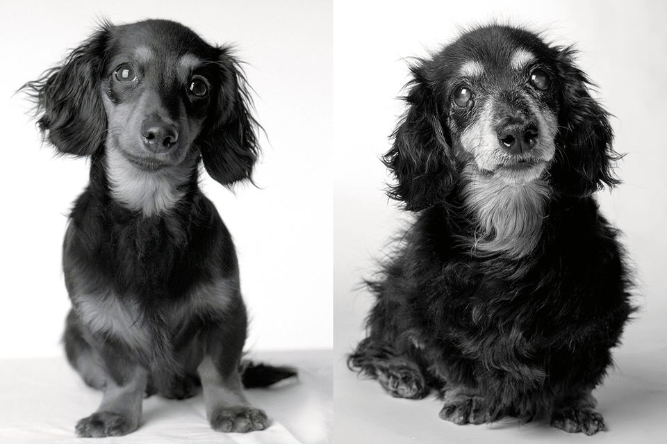 Dog Years: Faithful Friends, Then & Now by Amanda Jones