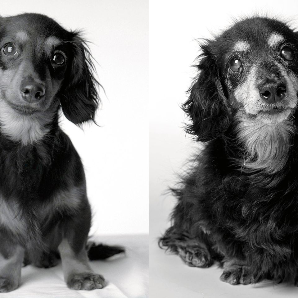 Dog Years: Faithful Friends, Then & Now by Amanda Jones
