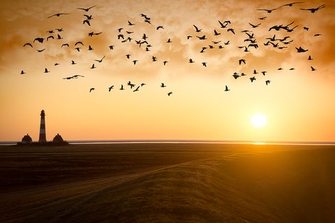 Zugvögel am Abendhimmel