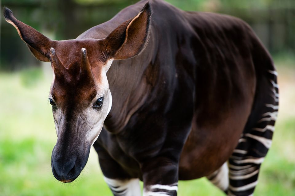 Okapi auf Wiese