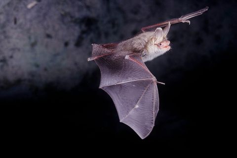 Fledermaus im Flug bei Nacht