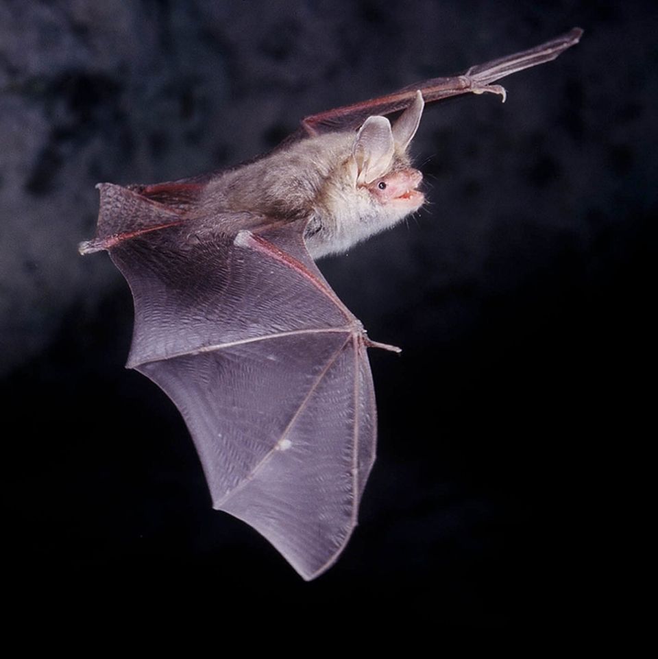Fledermaus im Flug bei Nacht
