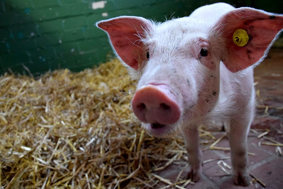 Ferkel Viktoria Ferkel Viktoria