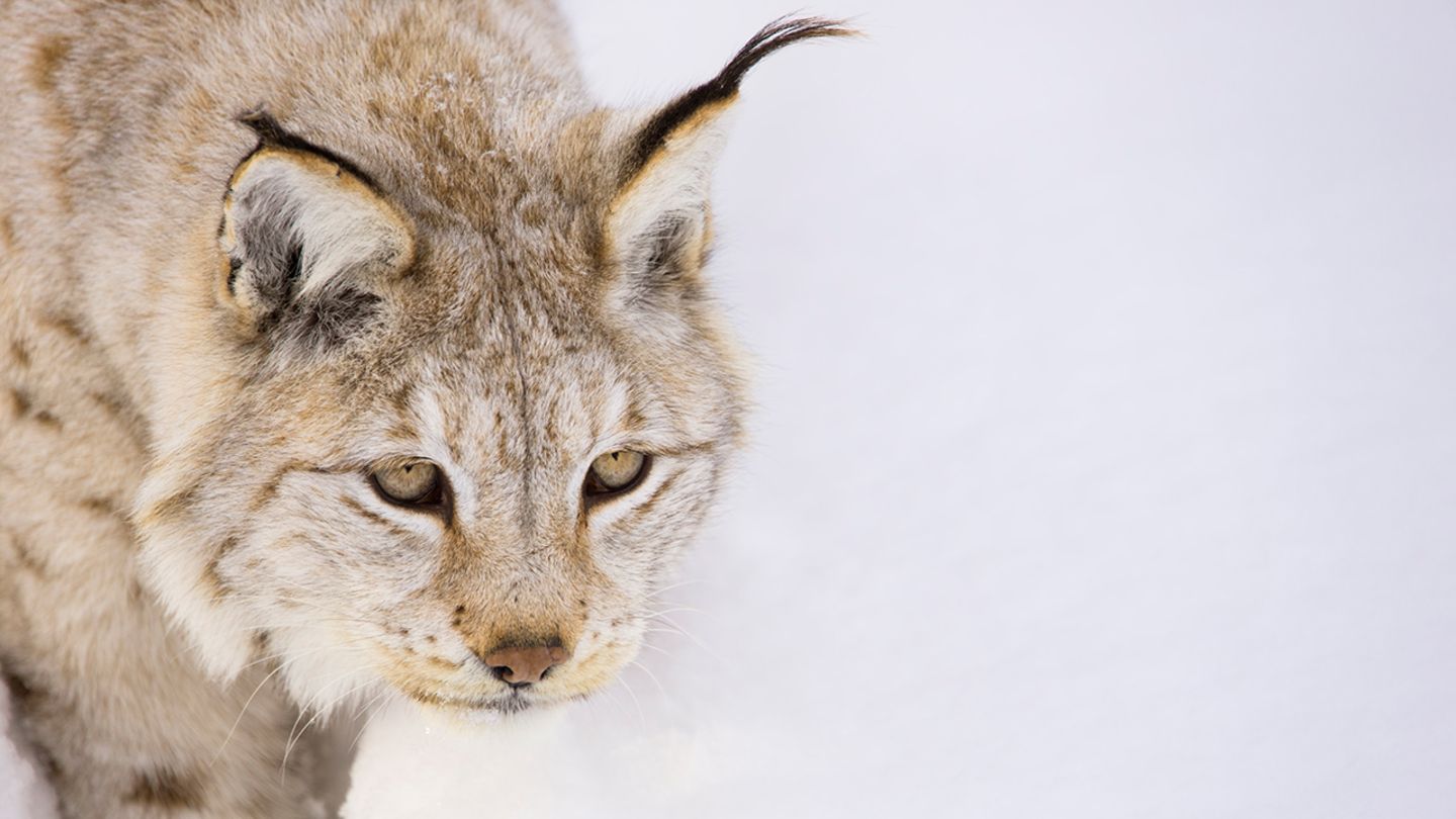 TierVideo Luchs spaziert über die SkiPiste [GEOLINO]