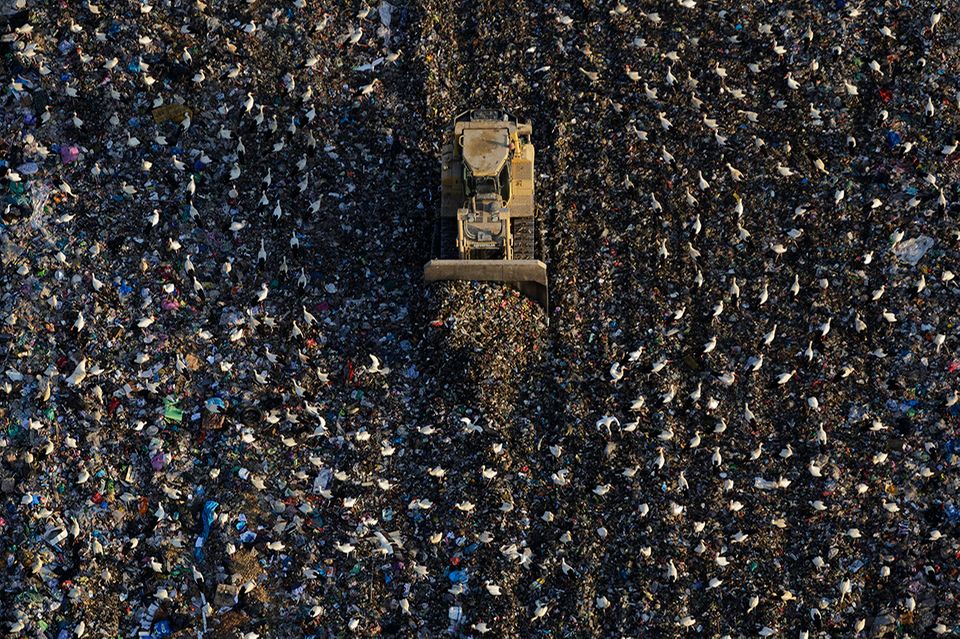 Störche auf einer Mülldeponie in Spanien