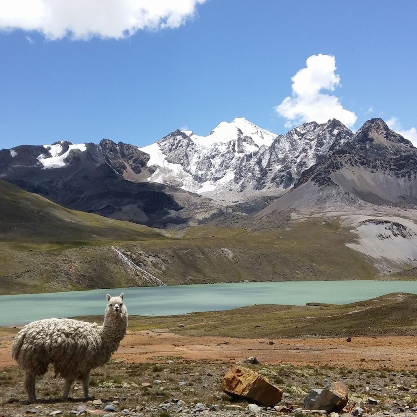 Lama in Bolivien