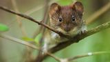 Waldmaus