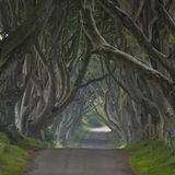 Dark Hedges