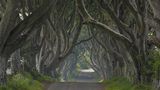 Dark Hedges