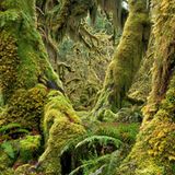 Hall of Mosses