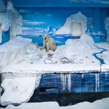 Sheng Wen Lo - White Bear