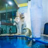 Sheng Wen Lo - White Bear