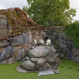 Sheng Wen Lo - White Bear