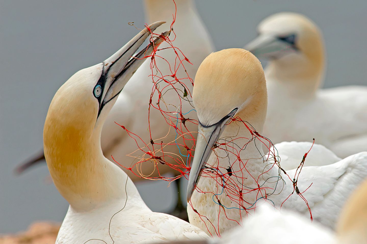 Basstölpel auf Helgoland