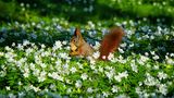 Eichhörnchen