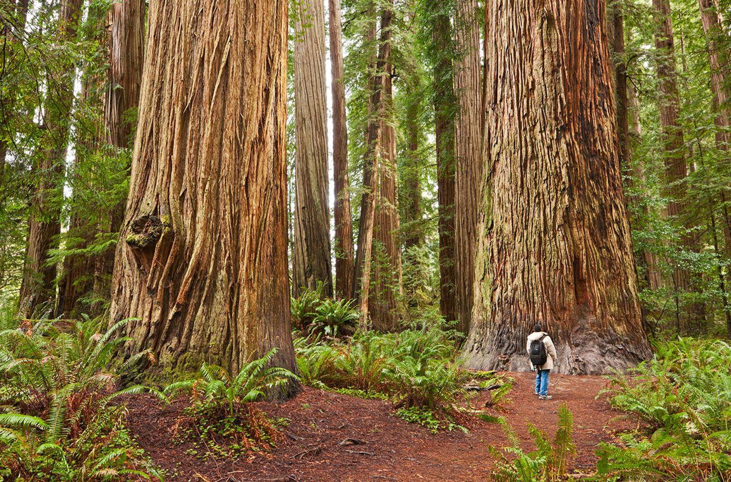 Redwoods State Park, Kalifornien