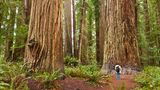 Redwoods State Park, Kalifornien