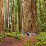 Redwoods State Park, Kalifornien