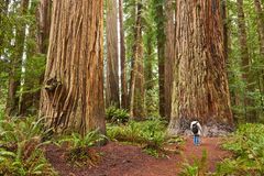 Redwoods State Park, Kalifornien
