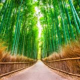 Baumbuswald Sagano in Japan