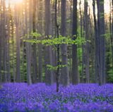 Hallerbos in Belgien