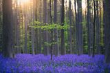 Hallerbos in Belgien