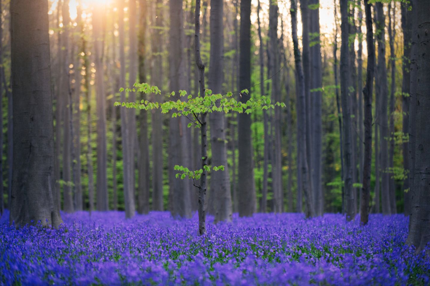 Hallerbos in Belgien