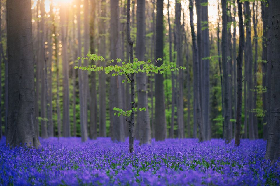 Hallerbos in Belgien  1.5023