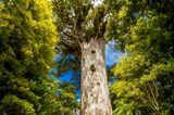 Waipouna Forest, Neuseeland