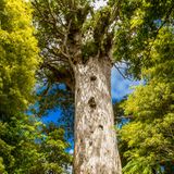 Waipouna Forest, Neuseeland