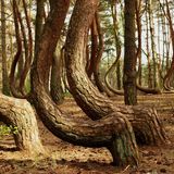 Tanzende Bäume krzywy las Nowe Czarnowo