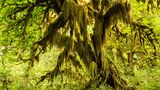 Hoh Rainforest, Washington, USA