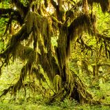 Hoh Rainforest, Washington, USA