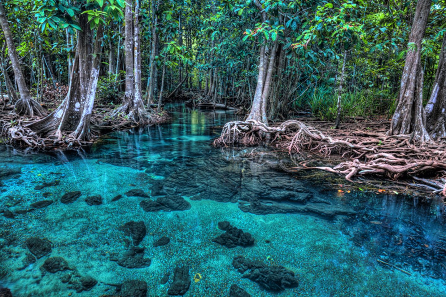 Mangrovenwald von Tha Pom, Thailand Mangrovenwald von Tha Pom, Thailand