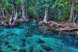 Mangrovenwald von Tha Pom, Thailand