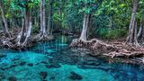 Mangrovenwald von Tha Pom, Thailand