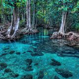 Mangrovenwald von Tha Pom, Thailand