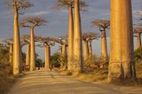 Baobab Allee auf Madagaskar